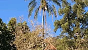 Un pequeño edificio blanco con techo rojo, rodeado de árboles y una palmera.