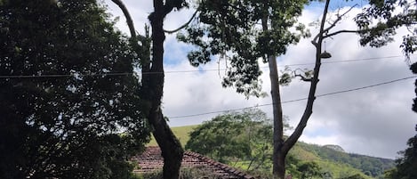 Edifici rústic amb teulada de palla, envoltat de vegetació exuberant i arbres.