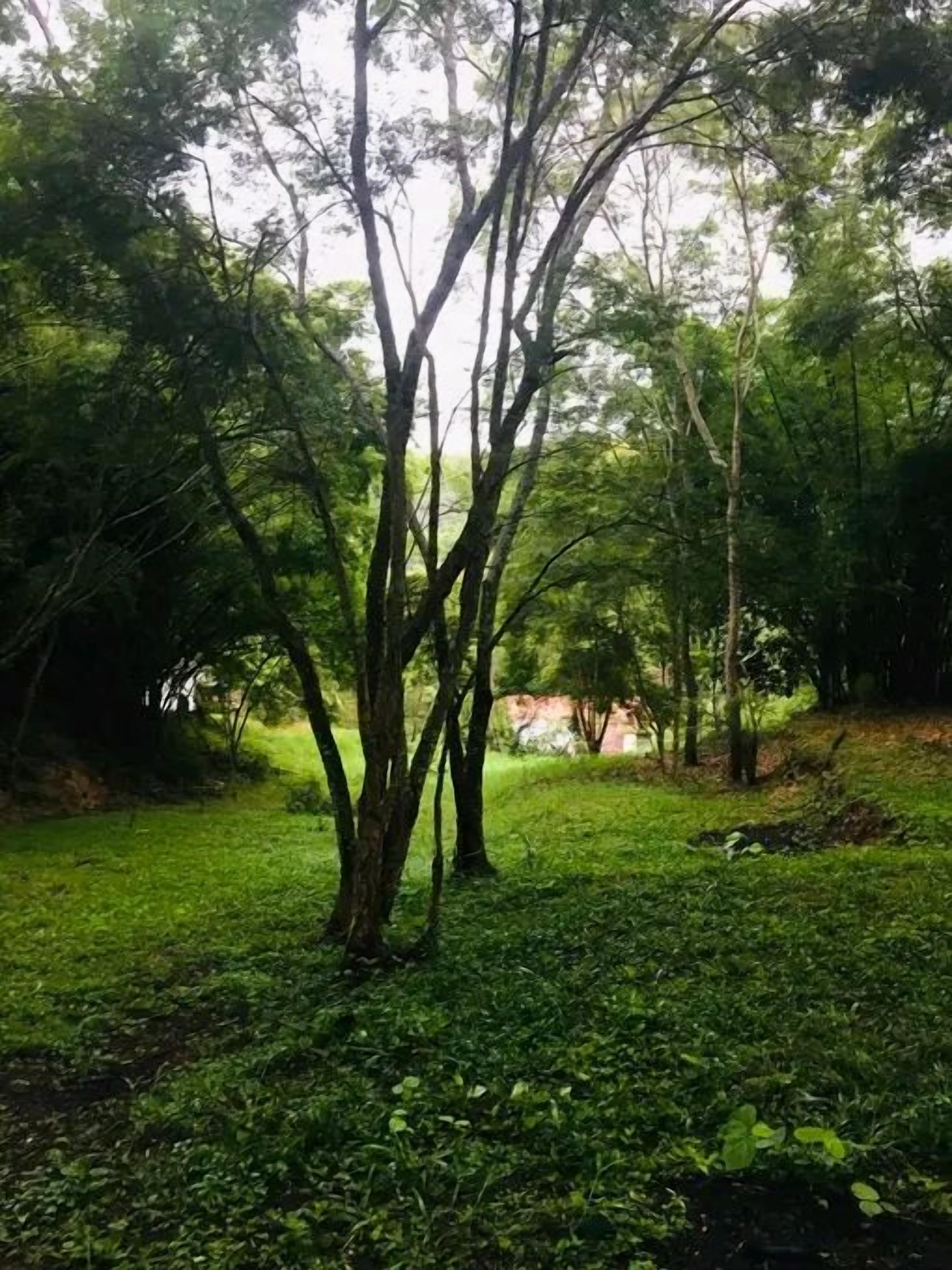 A natural outdoor area with trees and grass.