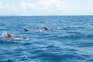 Des dauphins nagent dans l’océan.