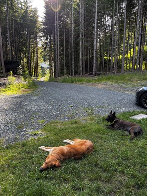Ein Kiesweg führt durch einen Wald, zwei Hunde liegen im Gras.