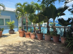 A garden with potted plants and a view of a pool and building. -  Casa BerKana,  Coastal Home, with OCEAN VIEWS, in charming Quebradillas. (San José)