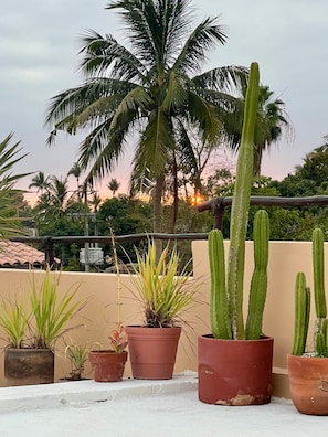 Un jardin sur le toit, agrémenté de diverses plantes en pot, notamment des cactus et des palmiers, avec en arrière-plan un ciel au coucher du soleil.