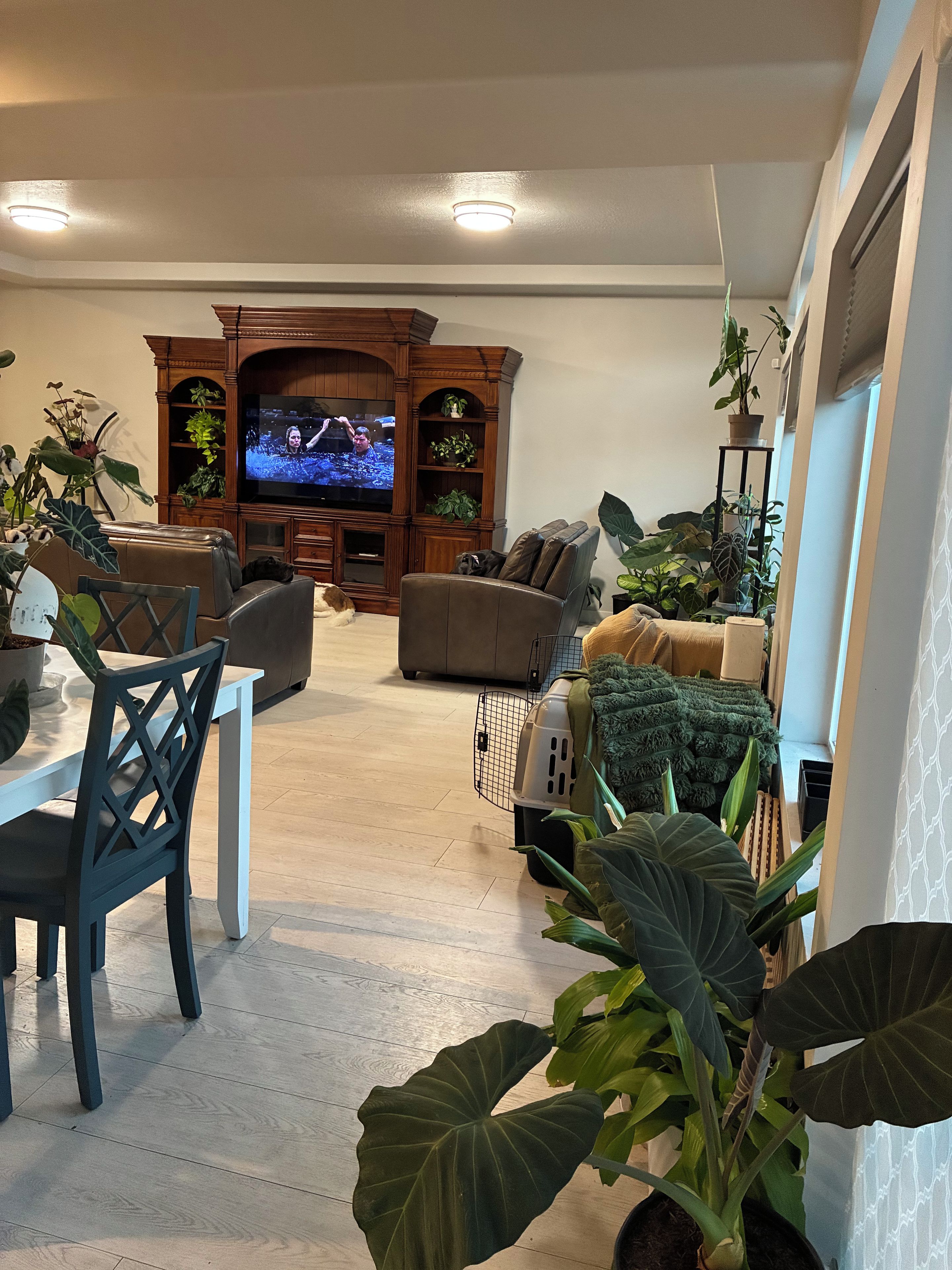 Ein Wohnzimmer mit Fernseher, einer Sitzecke und verschiedenen Pflanzen.