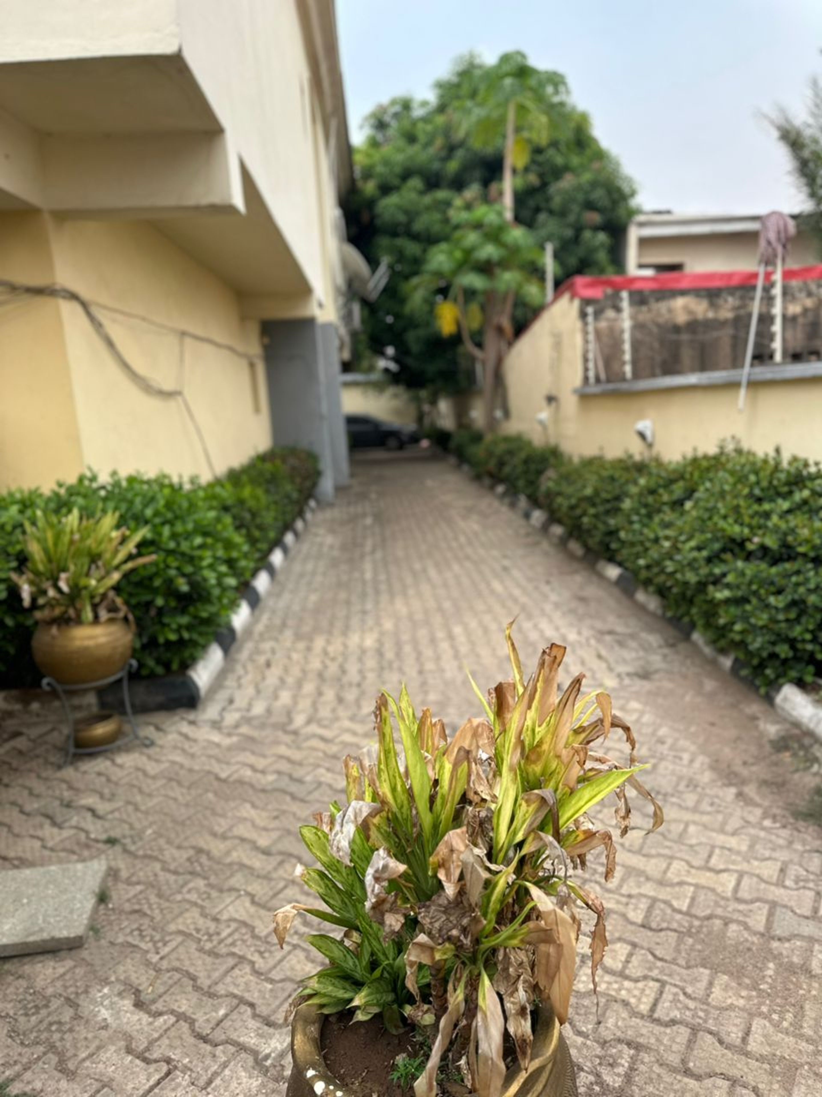 Un sendero pavimentado bordeado por plantas en macetas y un edificio con tejado rojo.