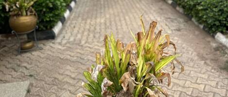 Un sendero pavimentado bordeado por plantas en macetas y un edificio con tejado rojo.