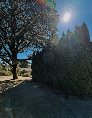 A paved area with a large tree and a dense coniferous tree in the background. - Cozy Saanich 1 BR Suite | Private Patio & Yard (Victoria)