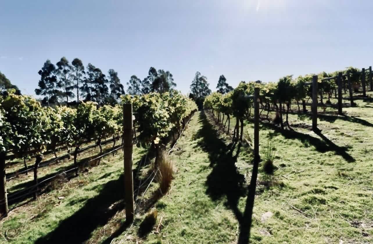 A vineyard with rows of grapevines and a clear sky.