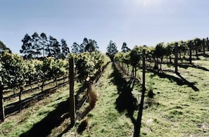 A vineyard with rows of grapevines and a clear sky.