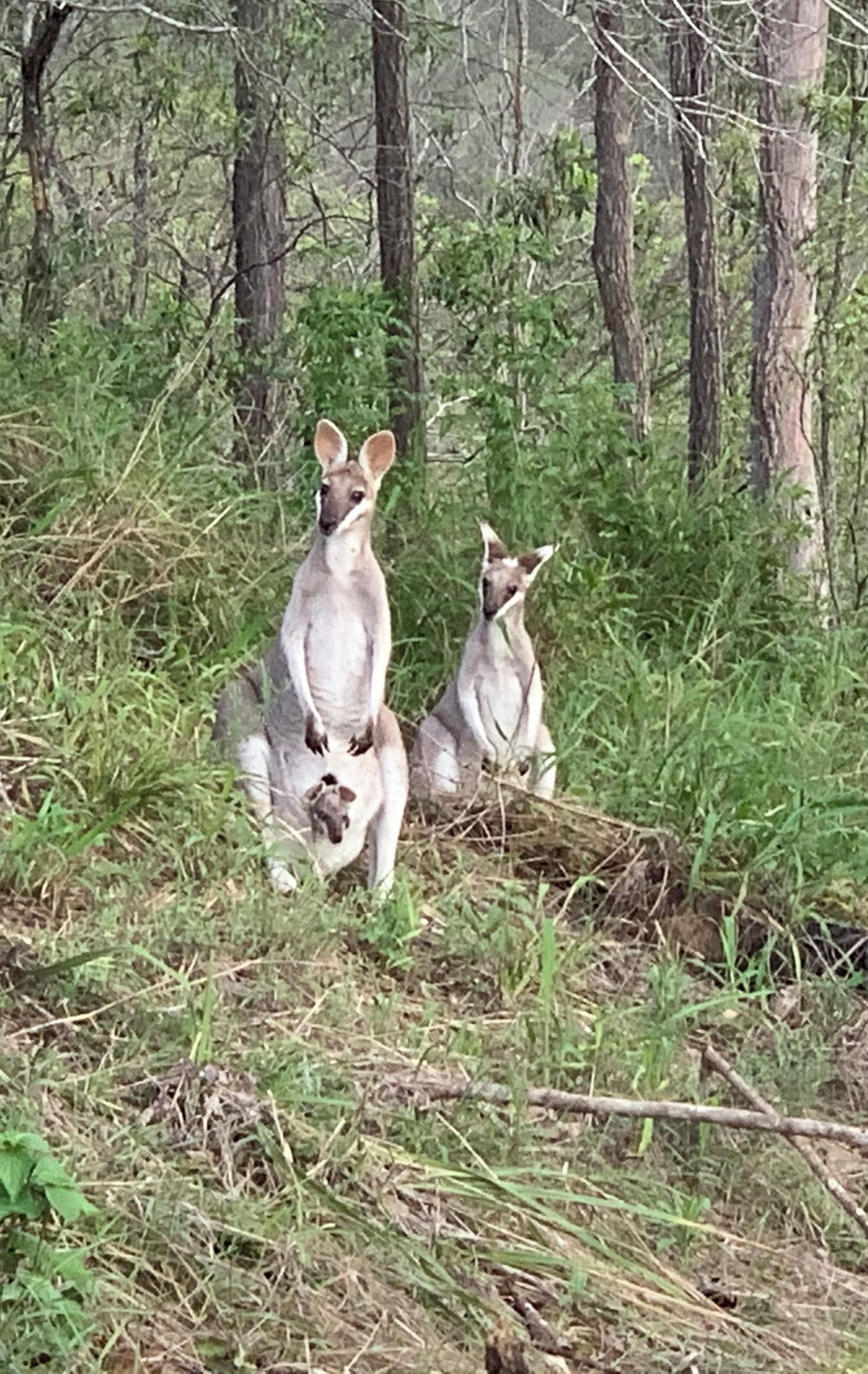 Two kangaroos in a natural setting with trees and grass.