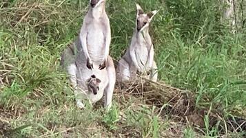 Two kangaroos in a natural setting with trees and grass.
