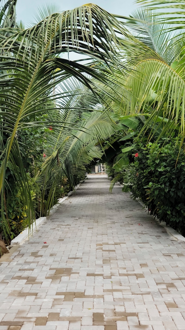 A paved pathway flanked by dense foliage, leading to a distant structure.