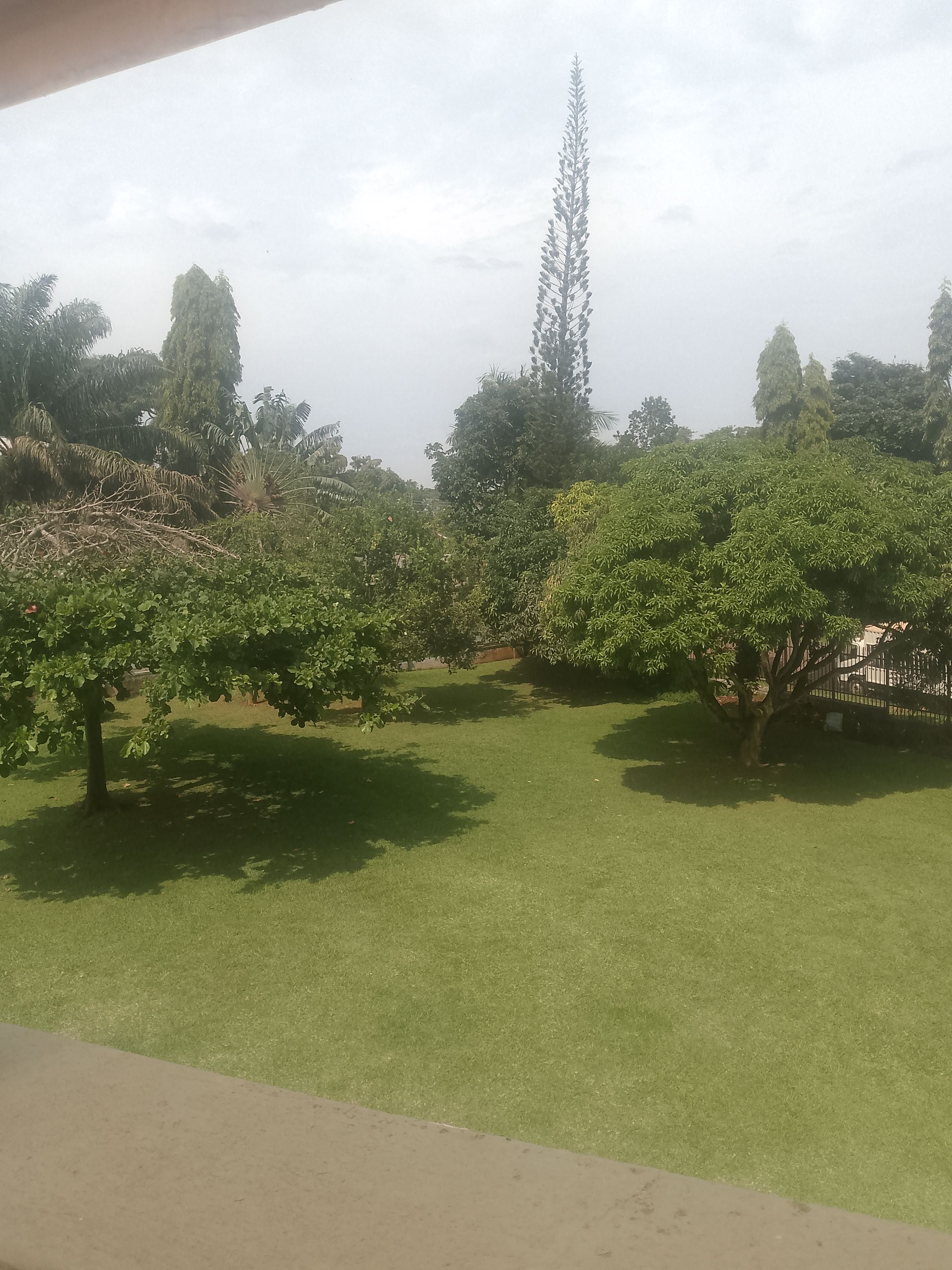 Vista de un jardín bien cuidado, con varios árboles y una zona cubierta de césped.