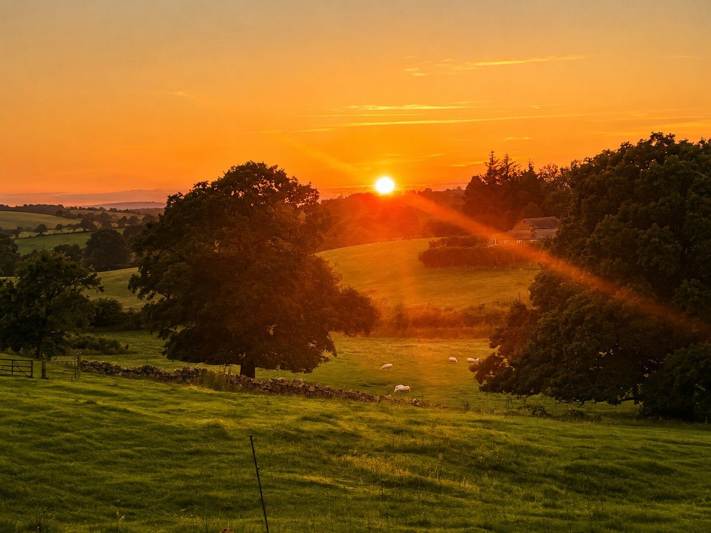 Ländliche Landschaft mit Sonnenuntergang, Bäumen und weidenden Schafen.