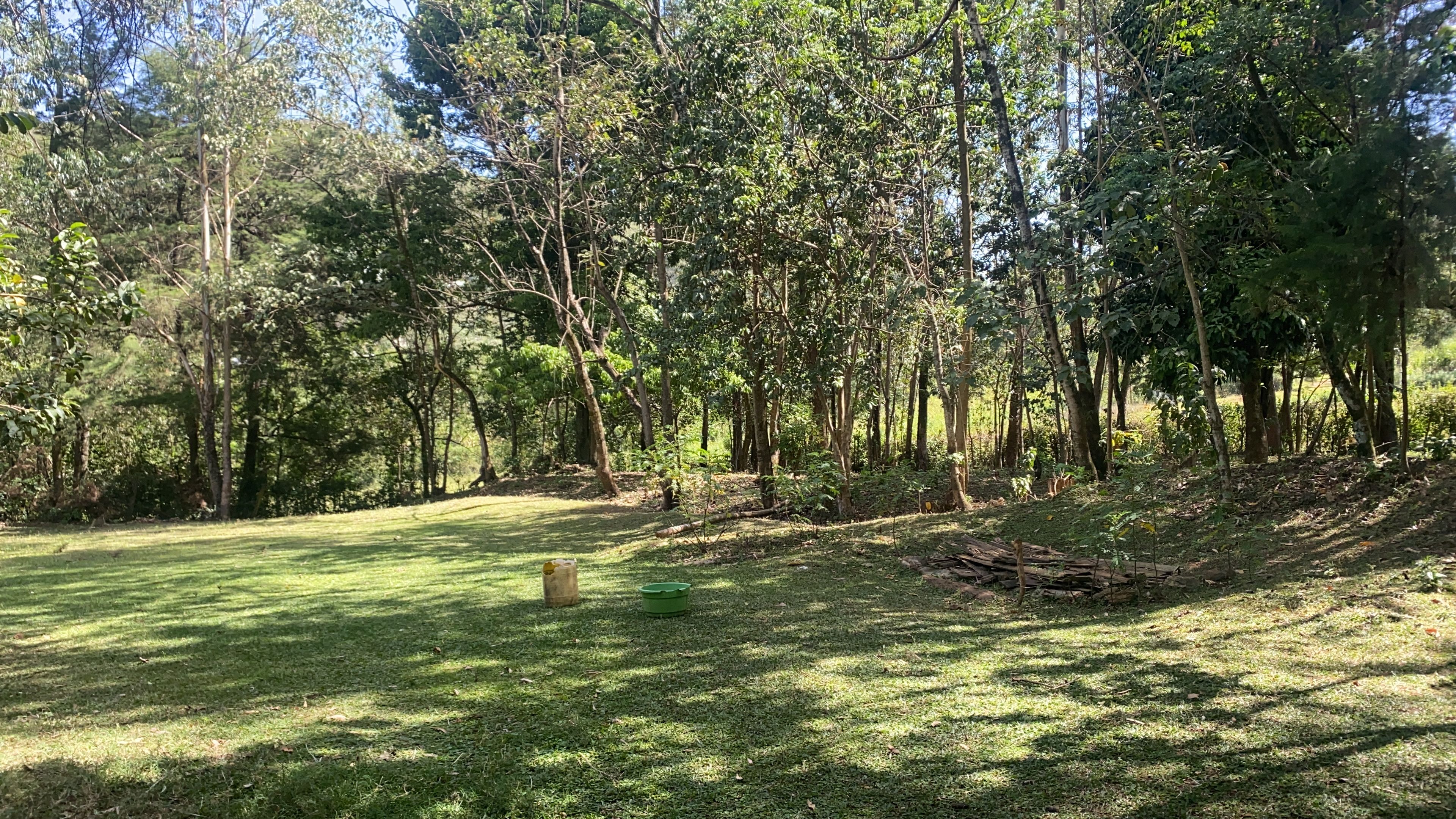 Une zone herbeuse avec des arbres et un tas de bûches.