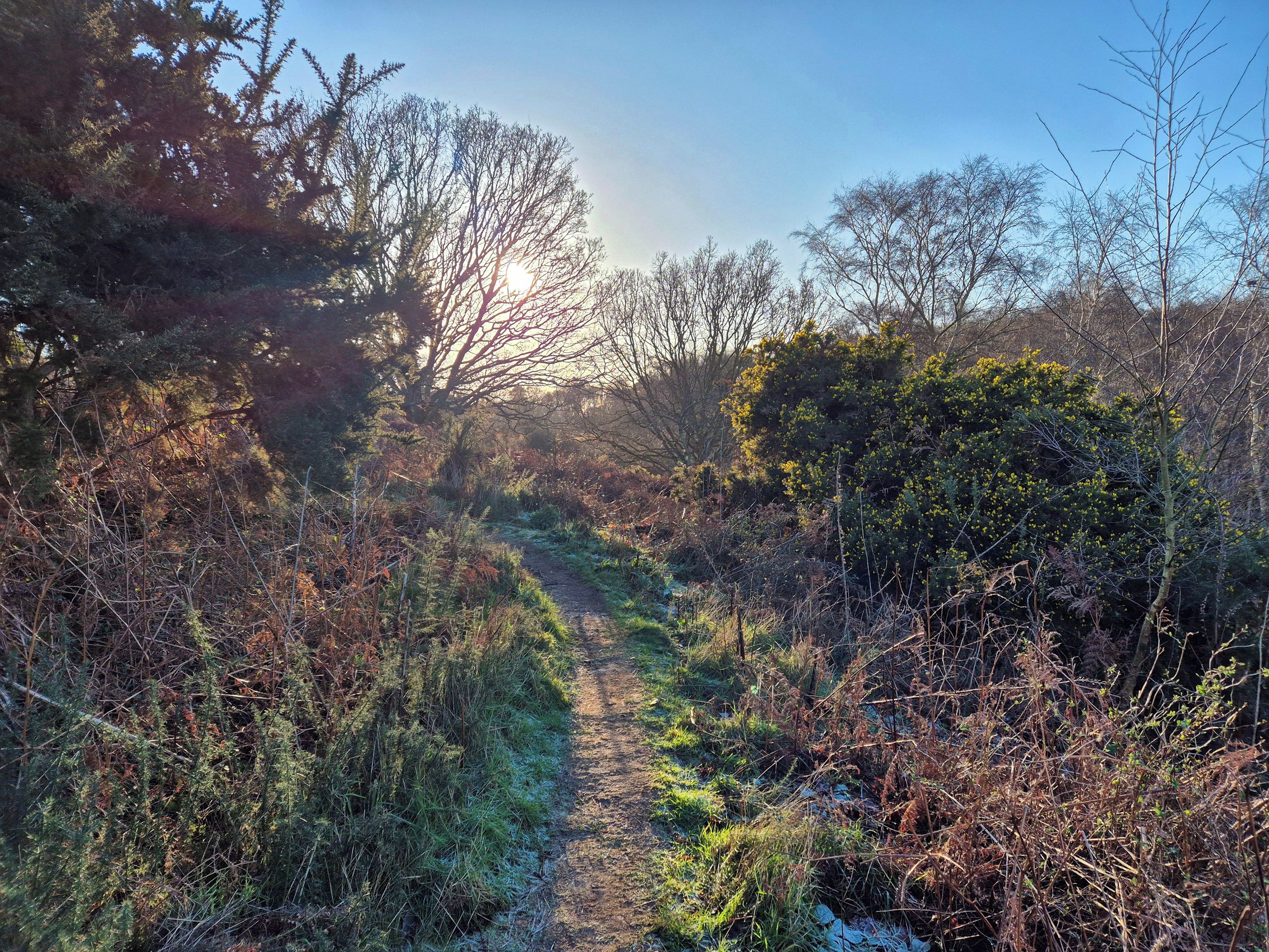 A natural landscape with a dirt path leading through dense vegetation.
