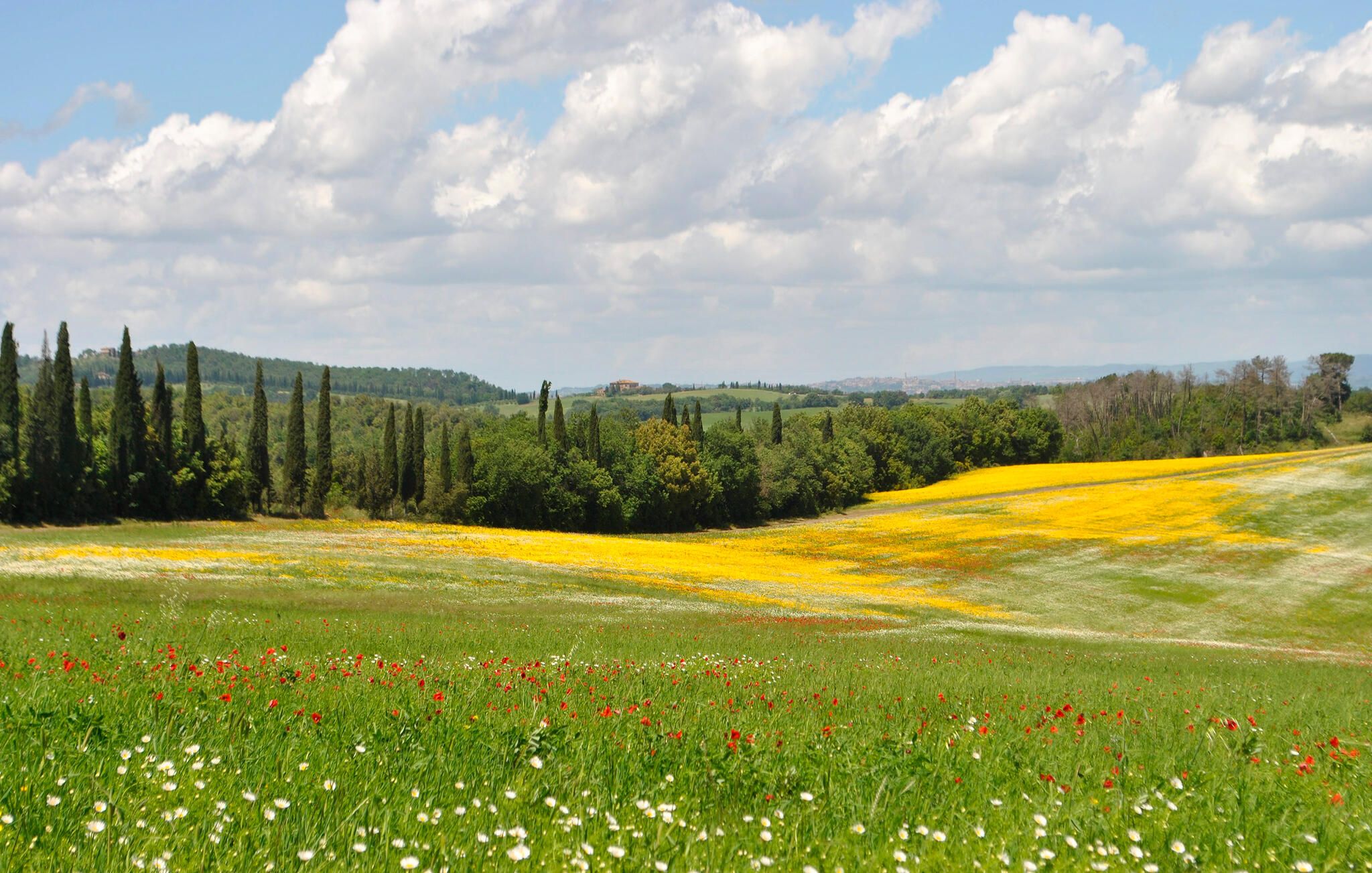 Ländliche Landschaft mit einer Straße, grünen Feldern, gelben Blumen und Bäumen.