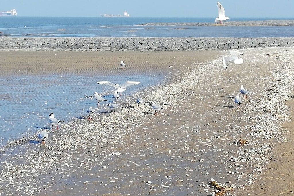 A beach with pebbles and birds, a stone wall, and a distant ship.