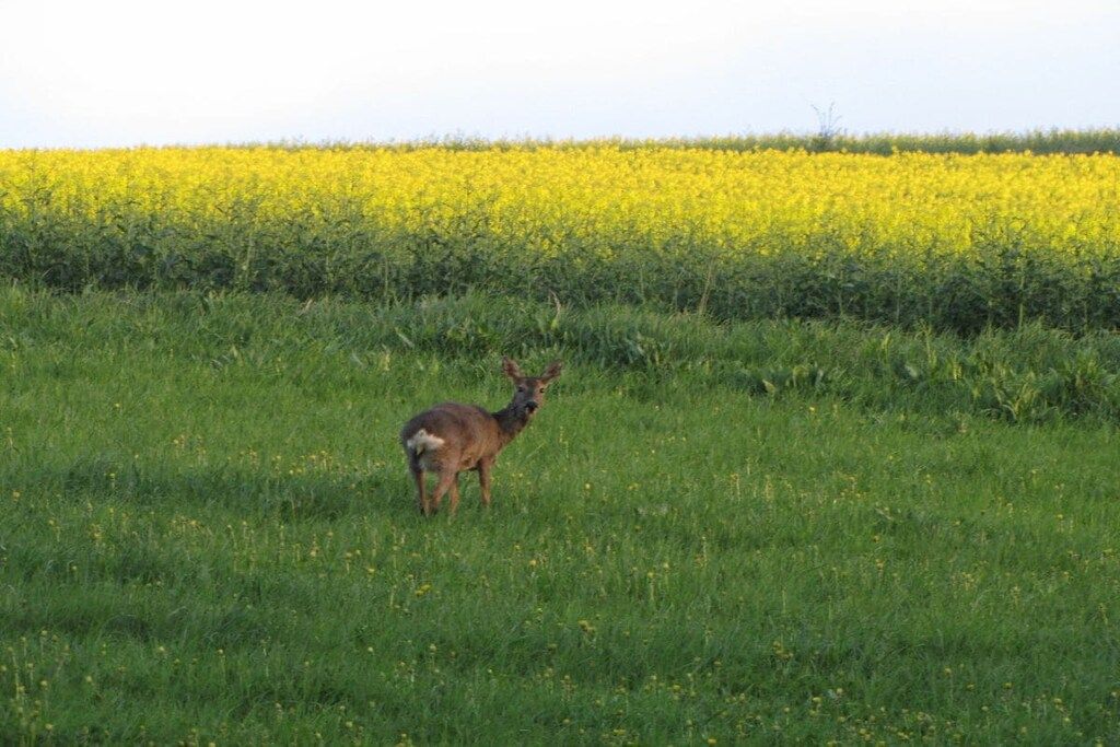 A field with a single deer standing in the foreground.