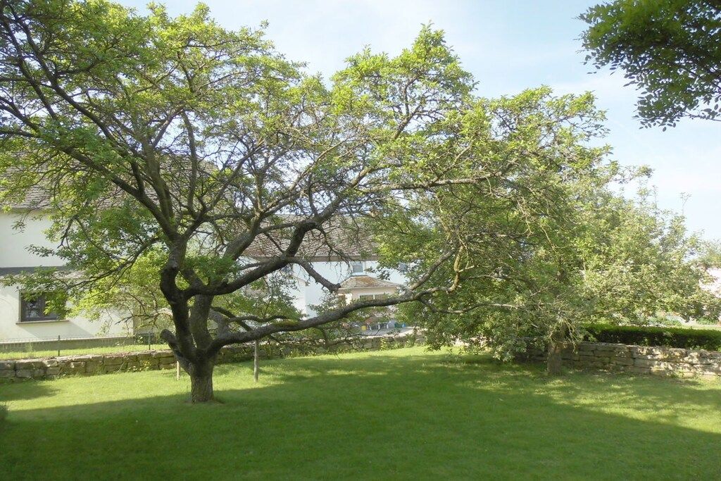 Un árbol en un área con césped, una pared de piedra y un edificio al fondo.