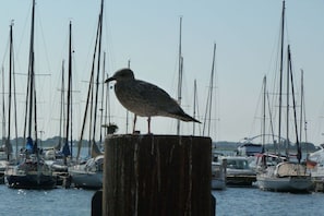A bird perched on a wooden post with sailboats in the background. - Holiday apartment with 1 bedroom (Fehmarn)