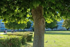 Un árbol con una forma de tronco singular, una zona de césped con patos, y un edificio al fondo.