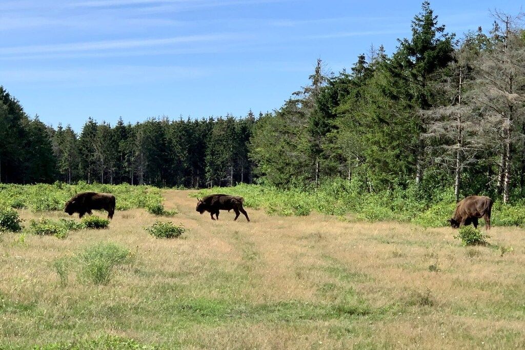 Eine Wiese mit drei grasenden Büffeln, umgeben von dichtem Wald.
