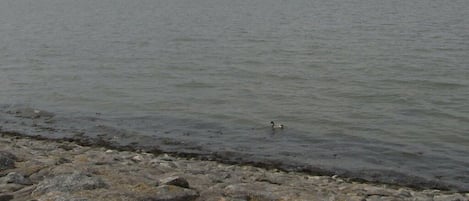 A rocky shoreline with calm water and a distant view of a bridge.