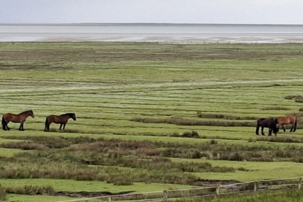 Un champ où des chevaux paissent.