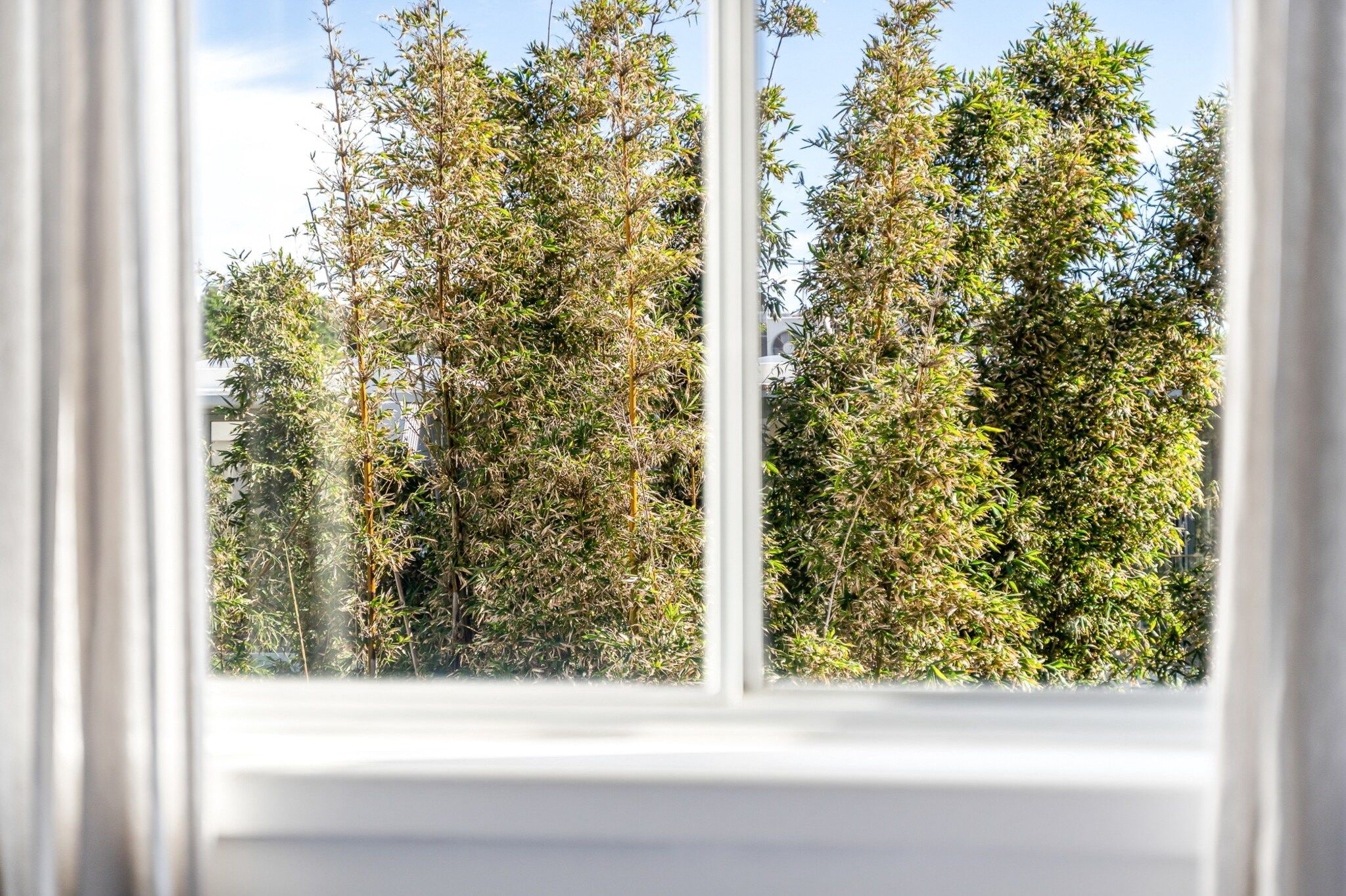 A window with a view of dense trees outside.