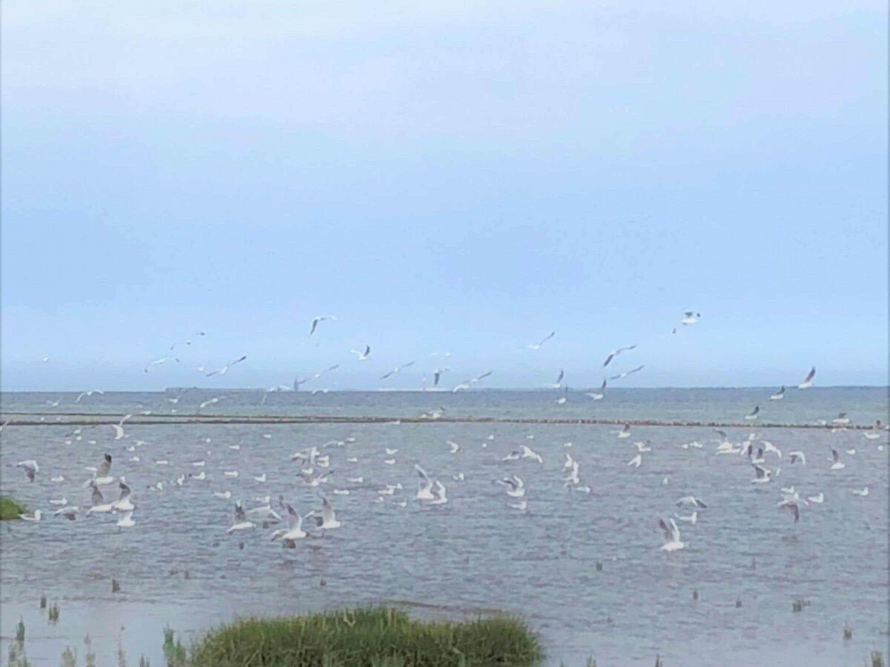 Un paysage côtier avec des oiseaux volant au-dessus de l’eau et une zone herbeuse au premier plan.