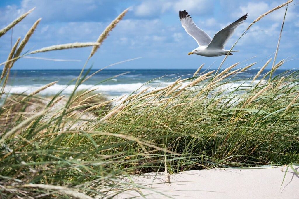 A seagull flying over a beach with grass in the foreground.