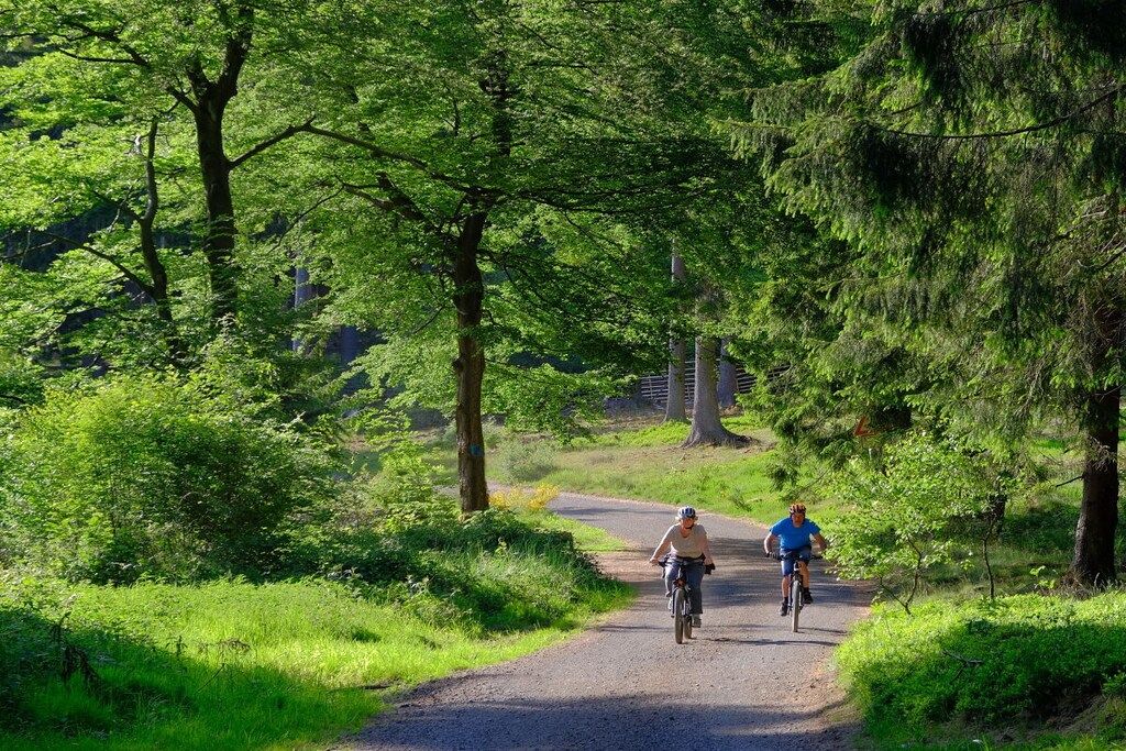 A paved path flanked by trees in a natural setting.
