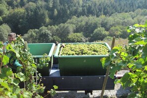 A person standing beside a trailer with green bins filled with green produce, set against a backdrop of a forested area. - Heller Holiday Winery (Traben-Trarbach \/ Wolf)