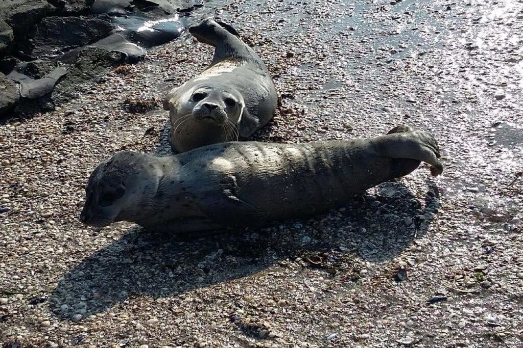 A seal resting on a rocky surface.