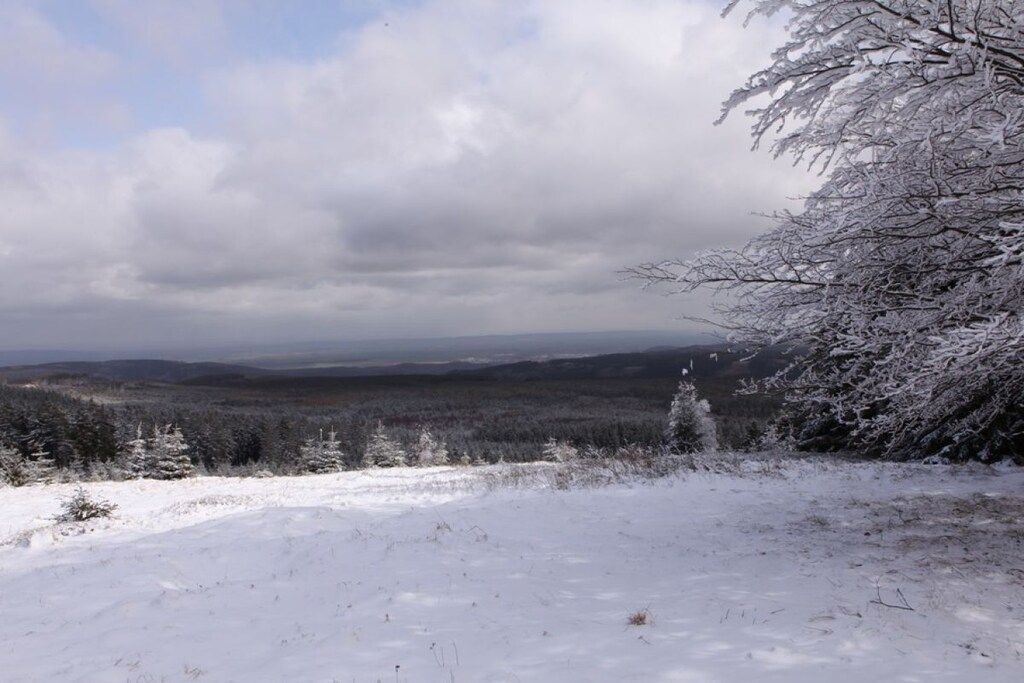 A snowy landscape with a forested area and a clear sky.