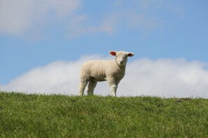 Ein einzelnes Schaf steht auf einem grasbewachsen Hügel, im Hintergrund ein klarer Himmel.