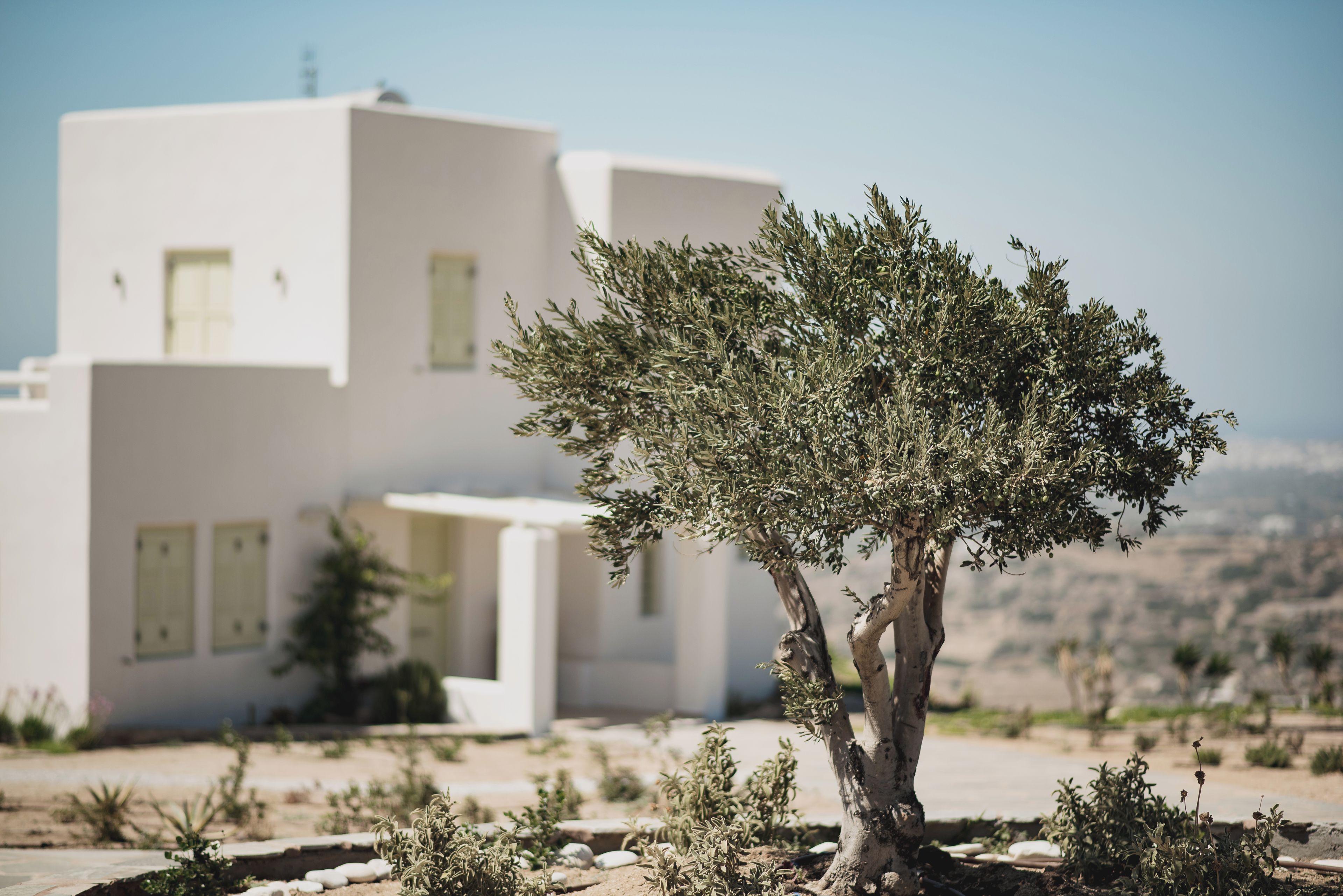 A modern building with a white facade and a tree in the foreground.