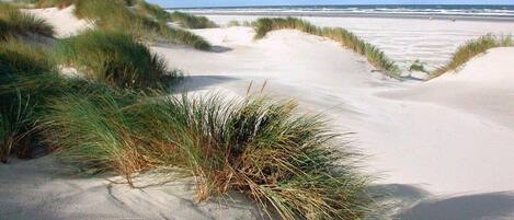A beach with sand dunes and grass.