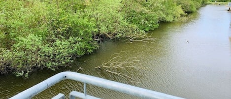 Orilla de río con vegetación densa y una barandilla de metal.