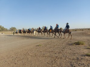 Un grupo de personas montando camellos por un camino de tierra.