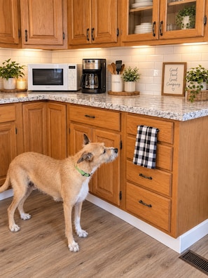 A kitchen with wooden cabinets, a microwave, a coffee maker, and a dog standing by a cabinet.