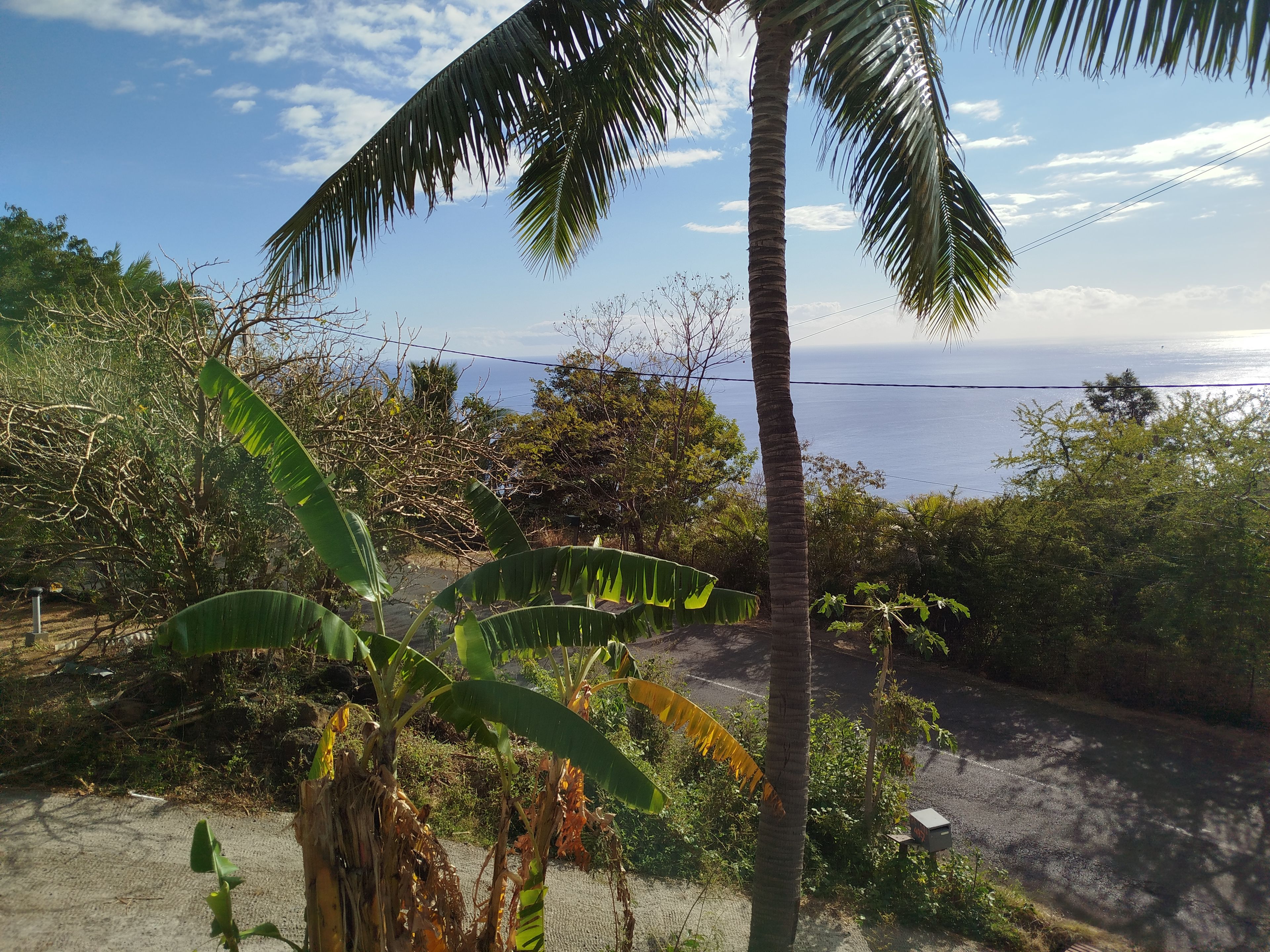 Un paisaje tropical con una palmera, abundante vegetación y una carretera que conduce a una masa de agua.