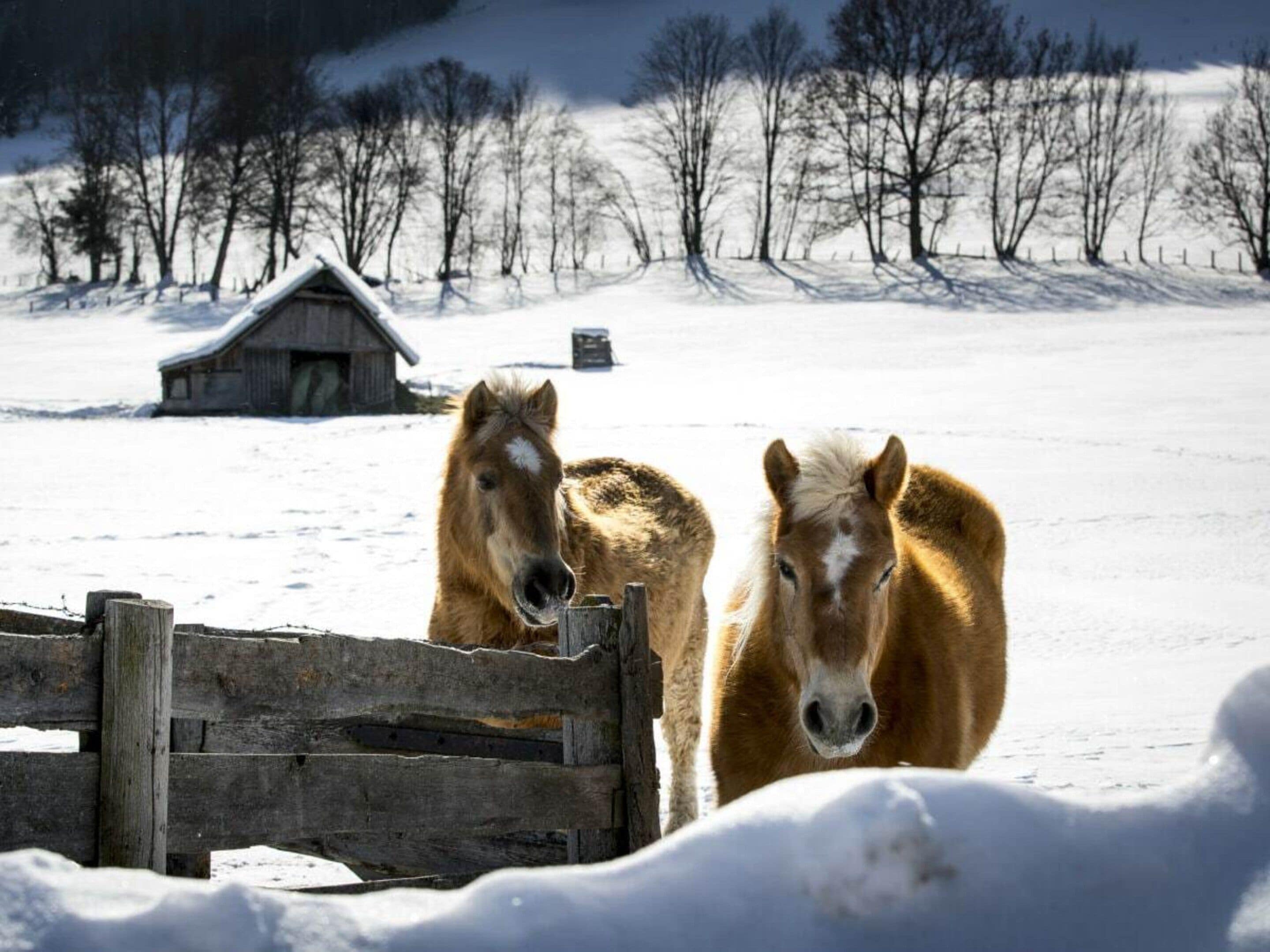 Un establo con dos caballos en un campo nevado.