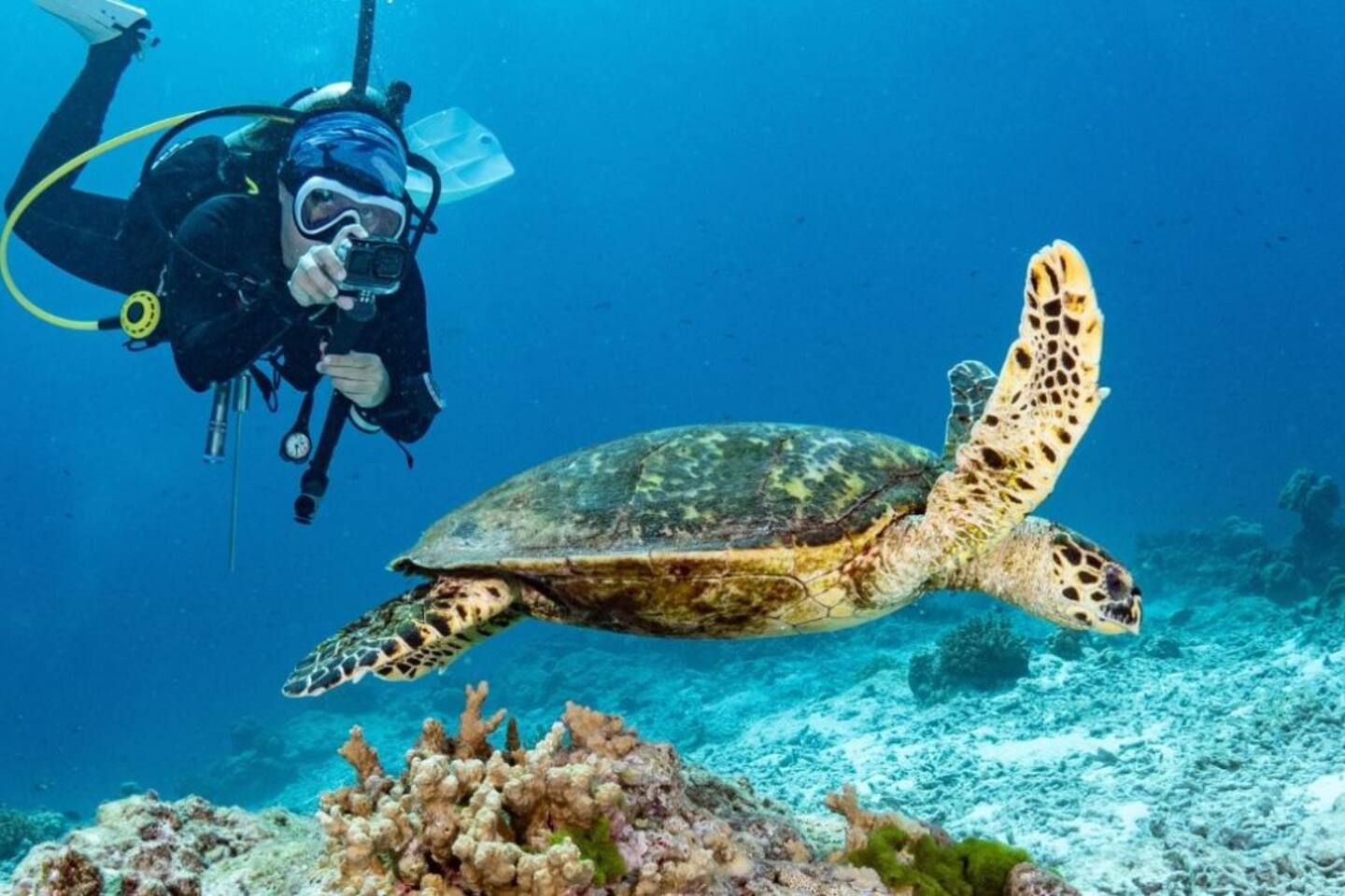Ein Taucher mit Aquaristik-Ausrüstung schwimmt neben einer Meeresschildkröte in klarem, blauem Wasser.