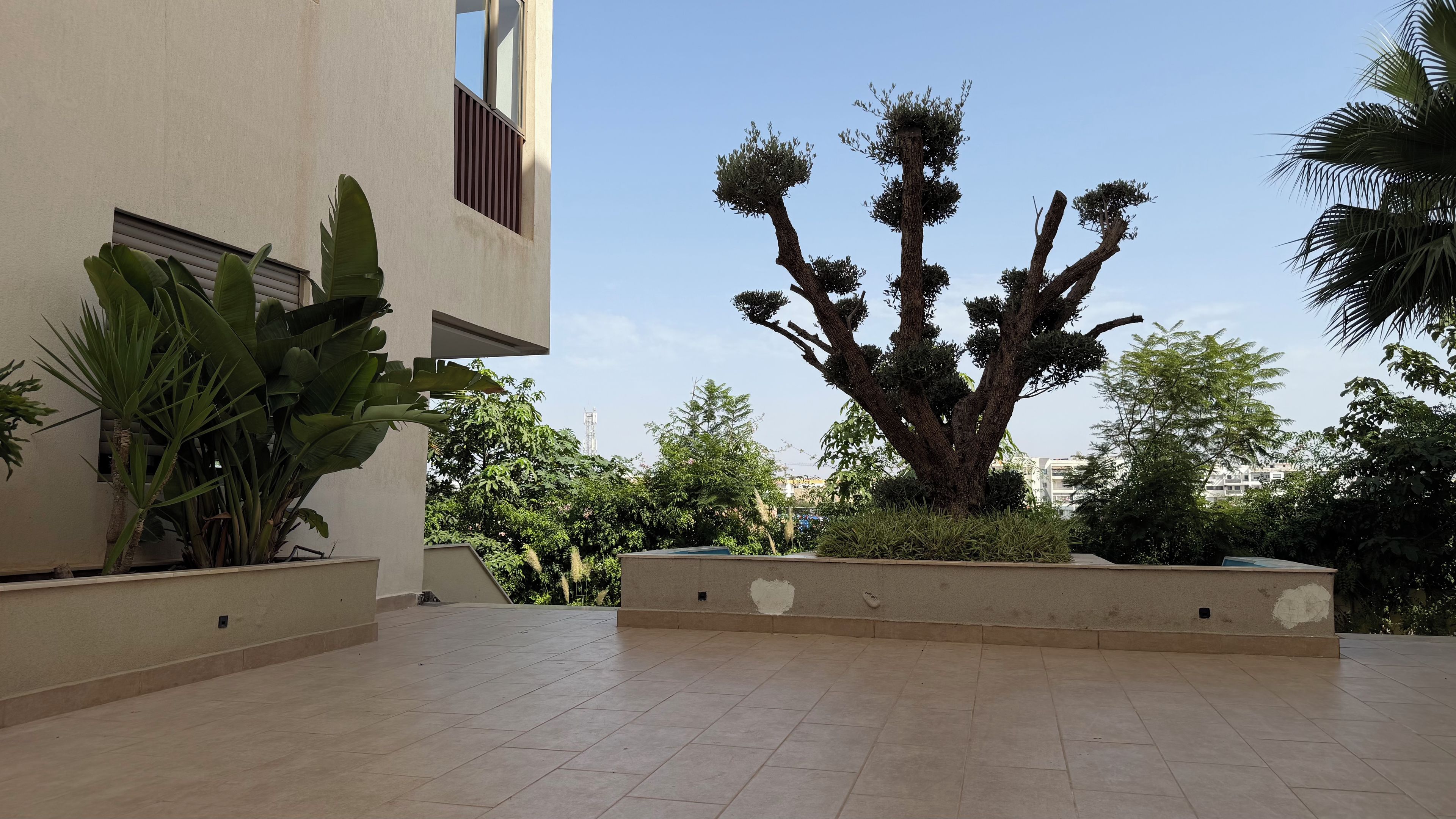 Un vaste espace extérieur agrémenté d’un grand arbre, de plantes en pot et d’un bâtiment au design moderne.