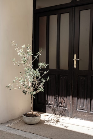 Une plante en pot, avec un seul tronc et de nombreuses branches, placée sur une surface en béton devant une porte en bois sombre.