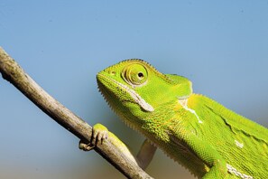 A chameleon perched on a branch. - MaraKaya Safari Lodge (Mkuze)