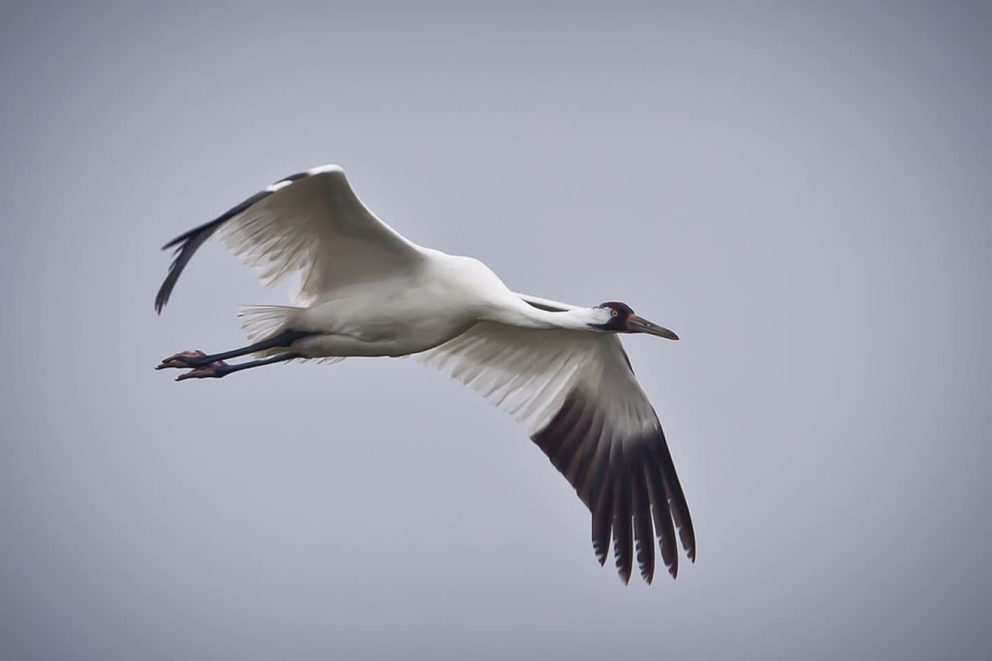 Ein Vogel im Flug vor blauem Himmel.