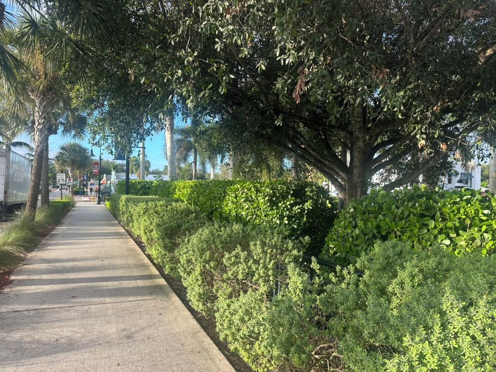 A paved pathway flanked by dense greenery and trees, leading towards a distant building.